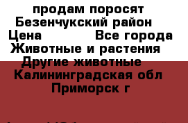 продам поросят .Безенчукский район  › Цена ­ 2 500 - Все города Животные и растения » Другие животные   . Калининградская обл.,Приморск г.